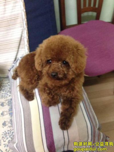 寻狗启示，北京市房山燕山丢的泰迪，它是一只非常可爱的宠物狗狗，希望它早日回家，不要变成流浪狗。