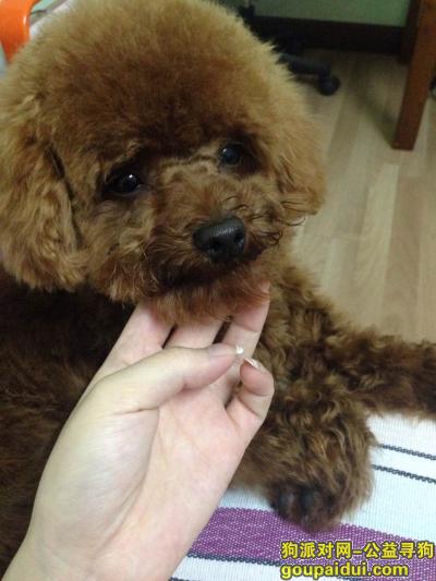 【北京找狗】，请大家帮我找回爱犬！谢谢大家了！，它是一只非常可爱的宠物狗狗，希望它早日回家，不要变成流浪狗。