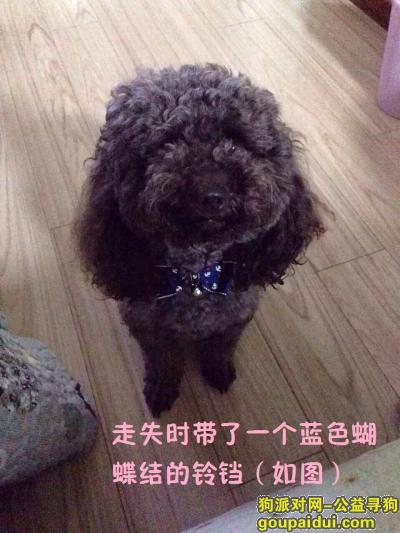 贵阳市云岩区飞山街10月19日走失一只泰迪，它是一只非常可爱的宠物狗狗，希望它早日回家，不要变成流浪狗。