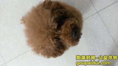 广州寻狗启示，寻泰迪女西西最新进展，它是一只非常可爱的宠物狗狗，希望它早日回家，不要变成流浪狗。