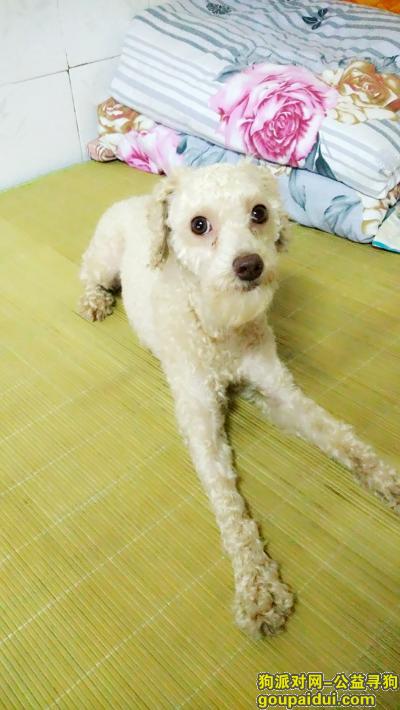 安徽芜湖寻狗香槟色泰迪，它是一只非常可爱的宠物狗狗，希望它早日回家，不要变成流浪狗。