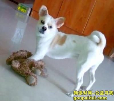 东莞丢狗，5000酬金寻串串狗，它是一只非常可爱的宠物狗狗，希望它早日回家，不要变成流浪狗。