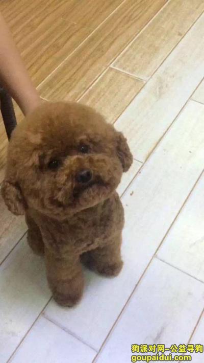 2000元寻找10月19日晚在丰庆路青年居易丢失的一只公狗泰迪，它是一只非常可爱的宠物狗狗，希望它早日回家，不要变成流浪狗。