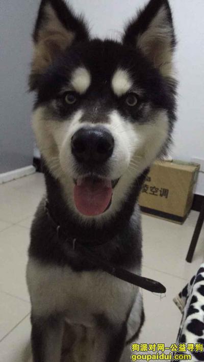 【南京找狗】，本人在江宁区胜太西路丢失一只阿拉斯加，它是一只非常可爱的宠物狗狗，希望它早日回家，不要变成流浪狗。