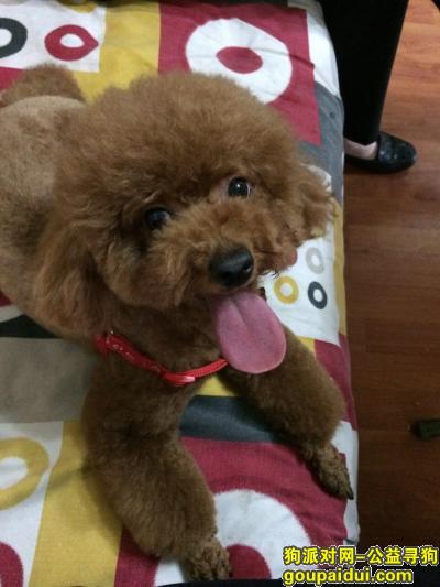 【北京找狗】，京藏高速丢失泰迪一只，它是一只非常可爱的宠物狗狗，希望它早日回家，不要变成流浪狗。