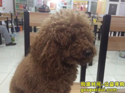 【北京找狗】，北京找狗寻北京昌平区沙河高教园2015年10月25日晚走失棕色泰迪犬，它是一只非常可爱的宠物狗狗，希望它早日回家，不要变成流浪狗。