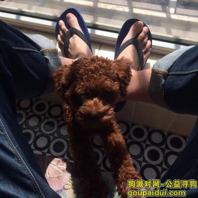 10月25日上午北京石景山金顶阳光丢失六个月大泰迪一只，它是一只非常可爱的宠物狗狗，希望它早日回家，不要变成流浪狗。