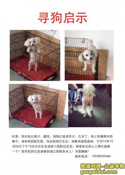 寻白色比熊！希望在苍南龙港的朋友帮忙留意一下！，它是一只非常可爱的宠物狗狗，希望它早日回家，不要变成流浪狗。