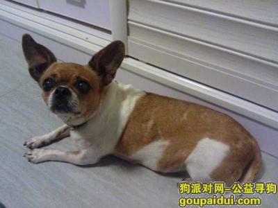 宜昌丢狗，宜昌市航道宿舍图书馆的朋友们请注意，它是一只非常可爱的宠物狗狗，希望它早日回家，不要变成流浪狗。
