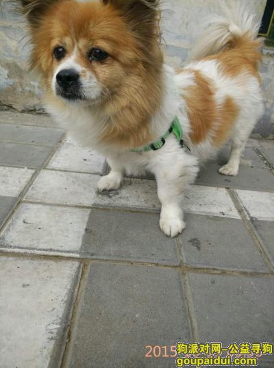 【北京找狗】，寻北京朝阳区安慧北里逸园2015年10月23日走失黄白毛小狗，它是一只非常可爱的宠物狗狗，希望它早日回家，不要变成流浪狗。