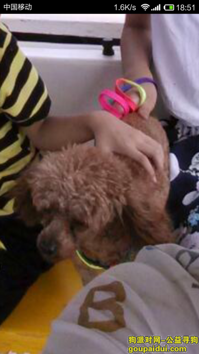 衢州找狗，15年10月25日在开化芹南路丢失泰迪犬，它是一只非常可爱的宠物狗狗，希望它早日回家，不要变成流浪狗。
