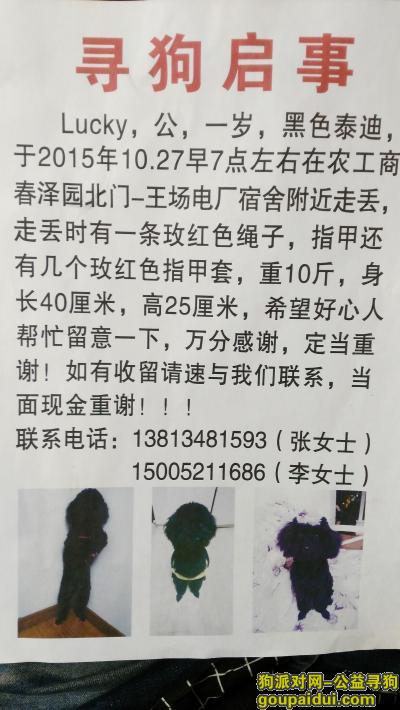 徐州寻狗启示，徐州市区 黑色泰迪 10.27早7点丢失，它是一只非常可爱的宠物狗狗，希望它早日回家，不要变成流浪狗。