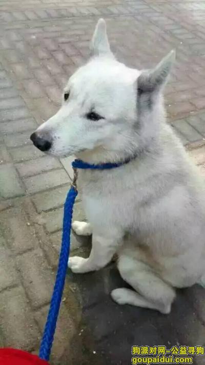 捡到宠物，在2015年10月22号于北京301医院和明日家园之间的路上捡到大白灰狗一只！，它是一只非常可爱的宠物狗狗，希望它早日回家，不要变成流浪狗。