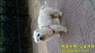 捡到宠物，北京朝阳区大屯里115号楼前小白狗，它是一只非常可爱的宠物狗狗，希望它早日回家，不要变成流浪狗。