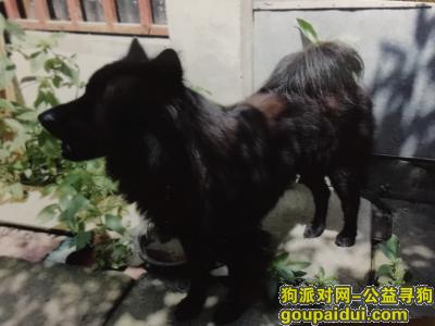 请大家帮忙寻找一只黑色狗狗，谢谢！，它是一只非常可爱的宠物狗狗，希望它早日回家，不要变成流浪狗。