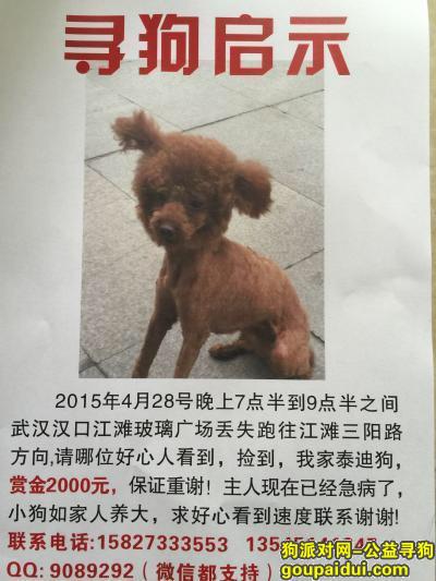 【武汉找狗】，武汉汉口江滩 三阳路玻璃广场方向丢失，找到重谢5000电话 15827333553，它是一只非常可爱的宠物狗狗，希望它早日回家，不要变成流浪狗。
