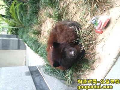 看到黑色像熊的狗，上海，它是一只非常可爱的宠物狗狗，希望它早日回家，不要变成流浪狗。