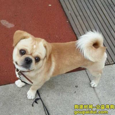 【北京找狗】，寻狗启示。求好人帮助，它是一只非常可爱的宠物狗狗，希望它早日回家，不要变成流浪狗。