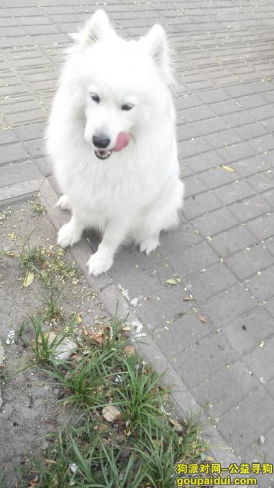 【烟台找狗】，母萨摩耶10月28号晚于白石村大世界丢失，它是一只非常可爱的宠物狗狗，希望它早日回家，不要变成流浪狗。