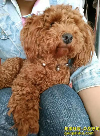 【上海找狗】，卤卤怀疑被车拐走，请大家帮忙留意，它是一只非常可爱的宠物狗狗，希望它早日回家，不要变成流浪狗。