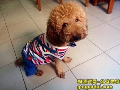 【宜昌找狗】，宜昌万达附近寻找浅黄色的泰迪犬，它是一只非常可爱的宠物狗狗，希望它早日回家，不要变成流浪狗。