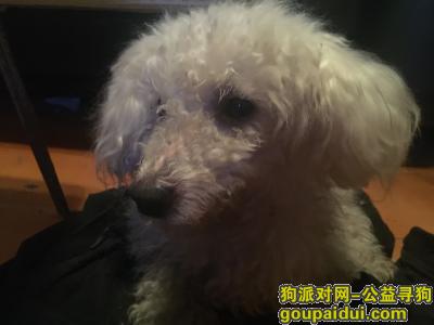 成都捡到狗，成都新华公园拾得白色公狗一只，它是一只非常可爱的宠物狗狗，希望它早日回家，不要变成流浪狗。