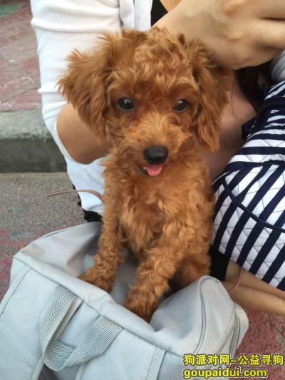 【深圳找狗】，寻找红色MINI贵宾布丁妹妹，它是一只非常可爱的宠物狗狗，希望它早日回家，不要变成流浪狗。
