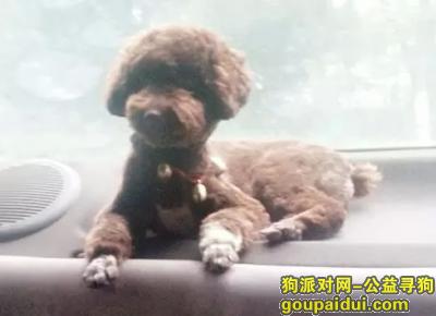 【上海找狗】，贵宾爱犬发情离家出走，它是一只非常可爱的宠物狗狗，希望它早日回家，不要变成流浪狗。