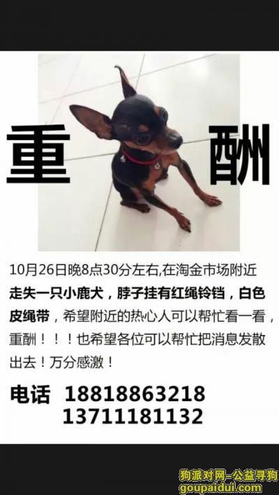 广州找狗，重酬 寻广州市淘金路一带走失三岁小鹿犬，它是一只非常可爱的宠物狗狗，希望它早日回家，不要变成流浪狗。