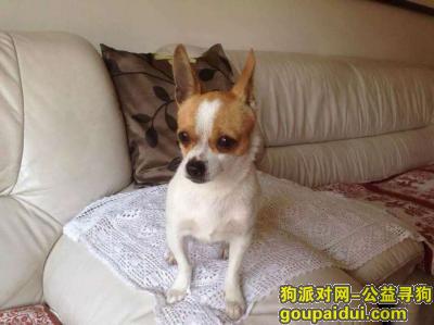 石家庄寻狗启示，重金找狗吉娃娃10-27日和平医院，它是一只非常可爱的宠物狗狗，希望它早日回家，不要变成流浪狗。