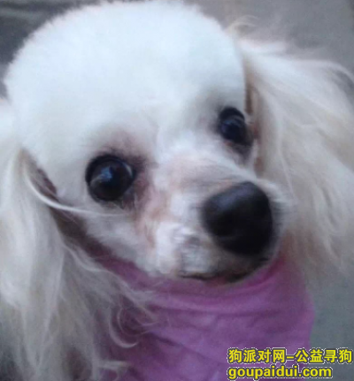 成都寻狗启示，白色贵宾于10月31日走失于双林路35号院，它是一只非常可爱的宠物狗狗，希望它早日回家，不要变成流浪狗。