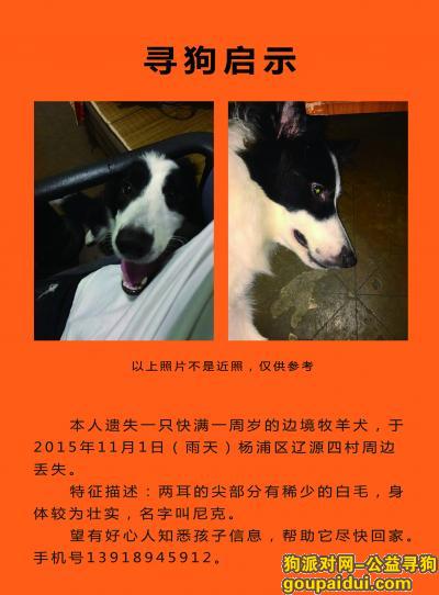 找狗，上海市杨浦区控江路丢失爱犬-边牧（尼克），它是一只非常可爱的宠物狗狗，希望它早日回家，不要变成流浪狗。
