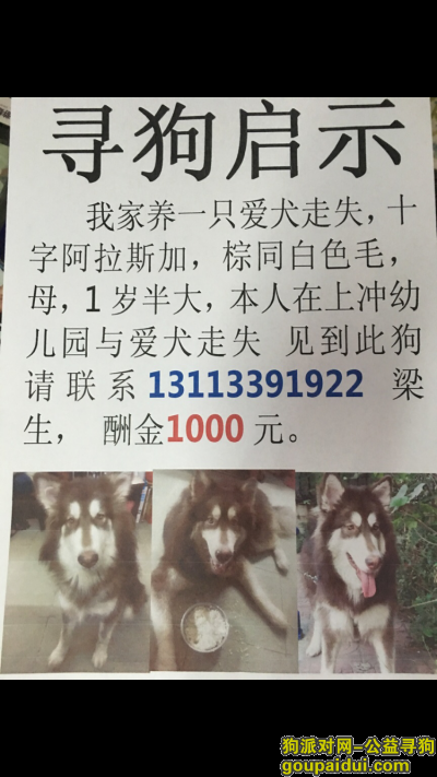广州寻狗启示，广州市海珠区上冲走失棕色阿拉斯加，它是一只非常可爱的宠物狗狗，希望它早日回家，不要变成流浪狗。