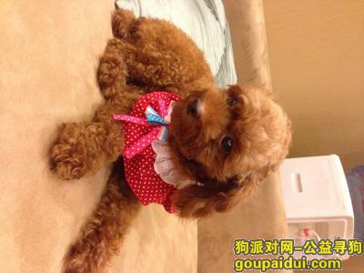 寻狗，大家有没看到我家的狗是一只棕色母泰迪在台江步行街附近走丢，它是一只非常可爱的宠物狗狗，希望它早日回家，不要变成流浪狗。
