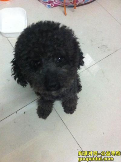 【北京找狗】，黑灰色泰迪名字叫波波请好心人留意，它是一只非常可爱的宠物狗狗，希望它早日回家，不要变成流浪狗。