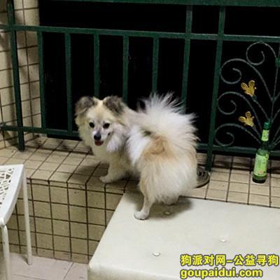 广州丢狗，广州市 番禺区 小狗不见了，它是一只非常可爱的宠物狗狗，希望它早日回家，不要变成流浪狗。
