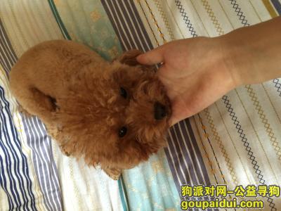 上海地区求大家帮忙寻找丢失泰迪犬，它是一只非常可爱的宠物狗狗，希望它早日回家，不要变成流浪狗。