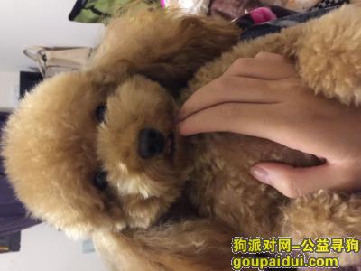 上海地区求大家帮忙寻找丢失爱犬，它是一只非常可爱的宠物狗狗，希望它早日回家，不要变成流浪狗。