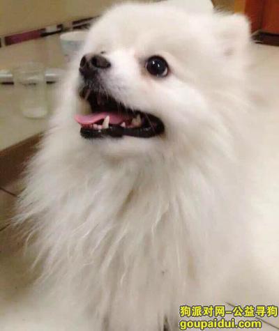 【北京找狗】，通州丢失白色博美犬，5000悬赏，它是一只非常可爱的宠物狗狗，希望它早日回家，不要变成流浪狗。