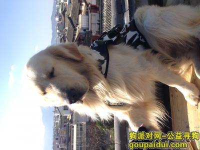 【丽江找狗】，金毛mike、酬谢金5000，它是一只非常可爱的宠物狗狗，希望它早日回家，不要变成流浪狗。