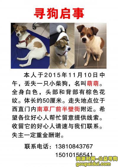 【北京找狗】，北京西直门内 南草厂街 小柴狗走失，它是一只非常可爱的宠物狗狗，希望它早日回家，不要变成流浪狗。