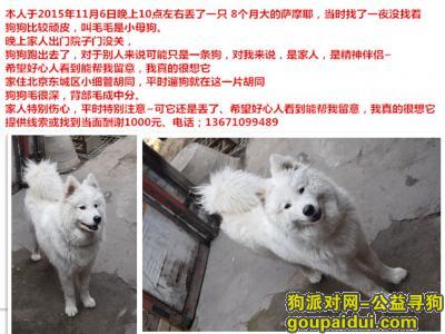 【北京找狗】，8个月大萨摩。小母狗叫毛毛，它是一只非常可爱的宠物狗狗，希望它早日回家，不要变成流浪狗。
