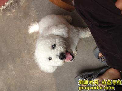 叶县南关宰厂11月9号晚上8点丢失一只比熊犬，它是一只非常可爱的宠物狗狗，希望它早日回家，不要变成流浪狗。