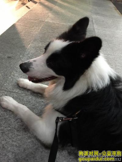 深圳市罗湖区东湖路附近一只边牧走失 麻烦好心人帮帮忙，它是一只非常可爱的宠物狗狗，希望它早日回家，不要变成流浪狗。