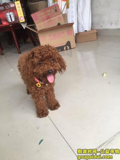 【上海找狗】，10000元寻卤宝，期盼她回家，它是一只非常可爱的宠物狗狗，希望它早日回家，不要变成流浪狗。
