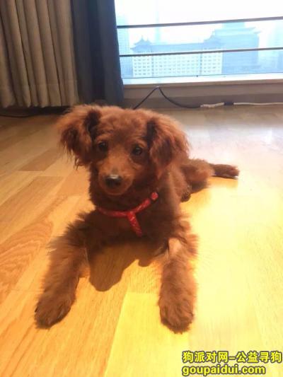 【西安捡到狗】，11月5日科技路西口捡到棕色小贵宾，它是一只非常可爱的宠物狗狗，希望它早日回家，不要变成流浪狗。