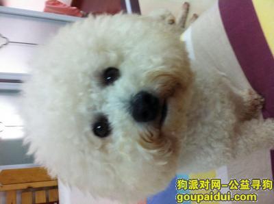 上海浦东新区！重金寻狗！，它是一只非常可爱的宠物狗狗，希望它早日回家，不要变成流浪狗。