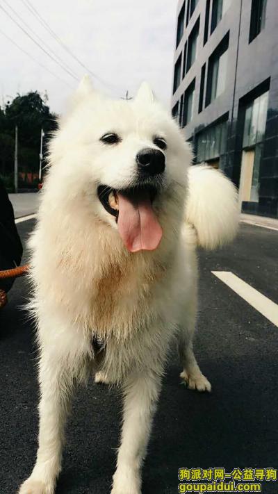 寻狗，四川省成都市双流县龙桥小区，它是一只非常可爱的宠物狗狗，希望它早日回家，不要变成流浪狗。