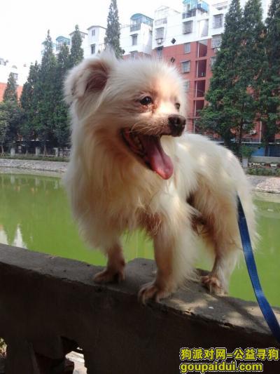【南京找狗】，养了十多年的小狗,,2015年11月14日,中午在南京市建邺南苑小区走丢，它是一只非常可爱的宠物狗狗，希望它早日回家，不要变成流浪狗。
