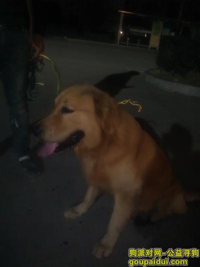 天台，捡到的金毛犬，忘失主联系，它是一只非常可爱的宠物狗狗，希望它早日回家，不要变成流浪狗。